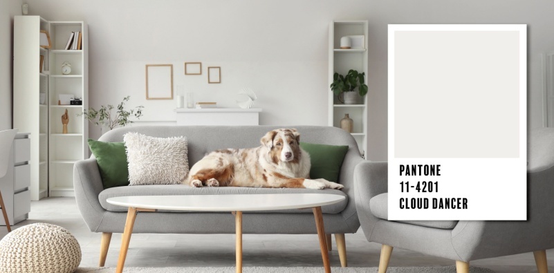 A cute dog lying on a sofa in a neutral colour schemed room with an overlay of the Cloud Dancer Pantone swatch with colour code.