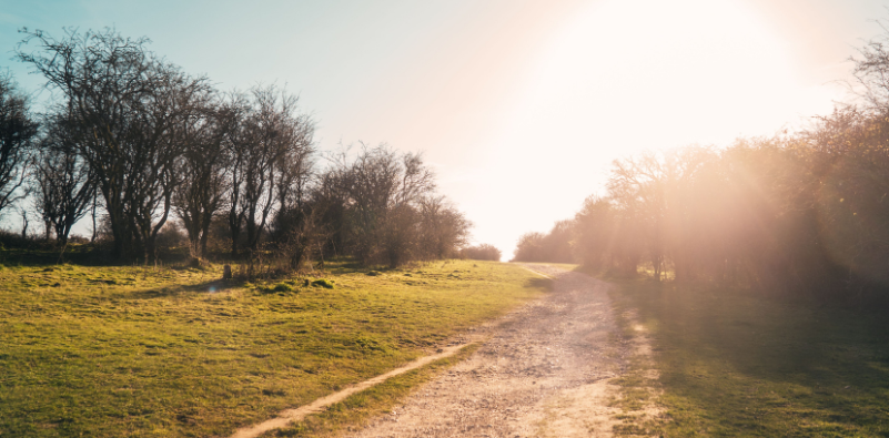 A scenic image of a sunny day in a field